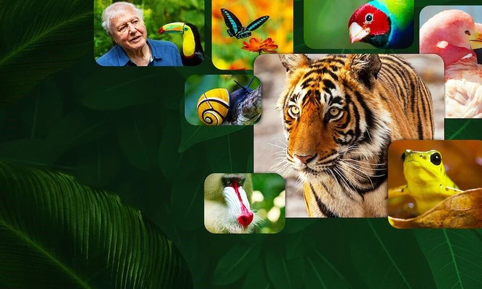 David Attenborough: Życie w kolorze- recenzja serialu. Magia kolorów!