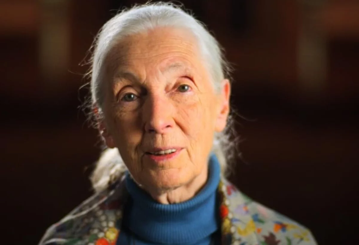 Disney stworzy film o Jane Goodall. Popularna badaczka doczeka się kinowej biografii