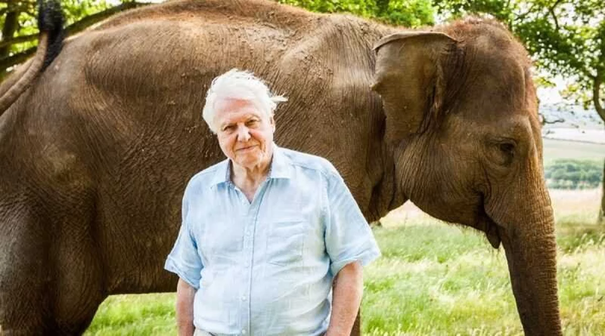 BBC Earth świętuje 99. urodziny sir Davida Attenborough