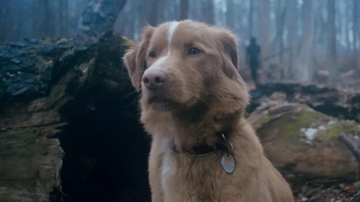 Horror o psie niespodzianką box office? Good Boy z szeroką dystrybucją