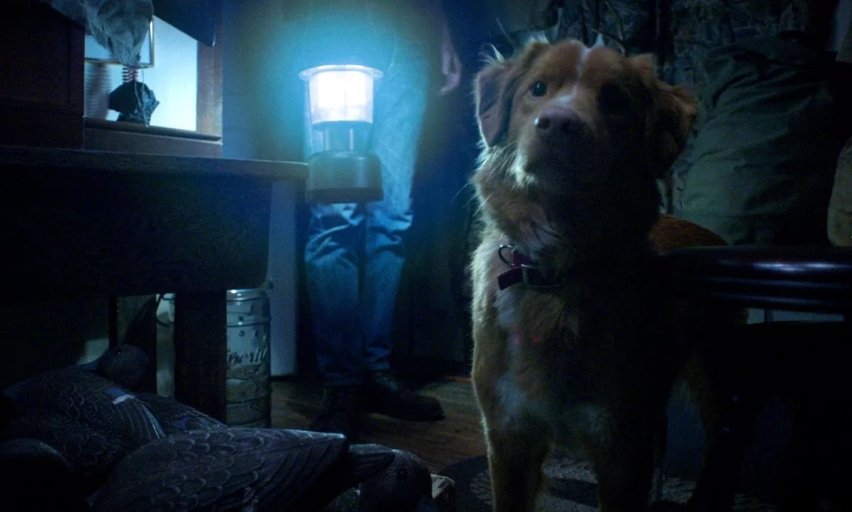 Horror Good Boy otrzyma sequel? Reżyser ma pomysły na kontynuację