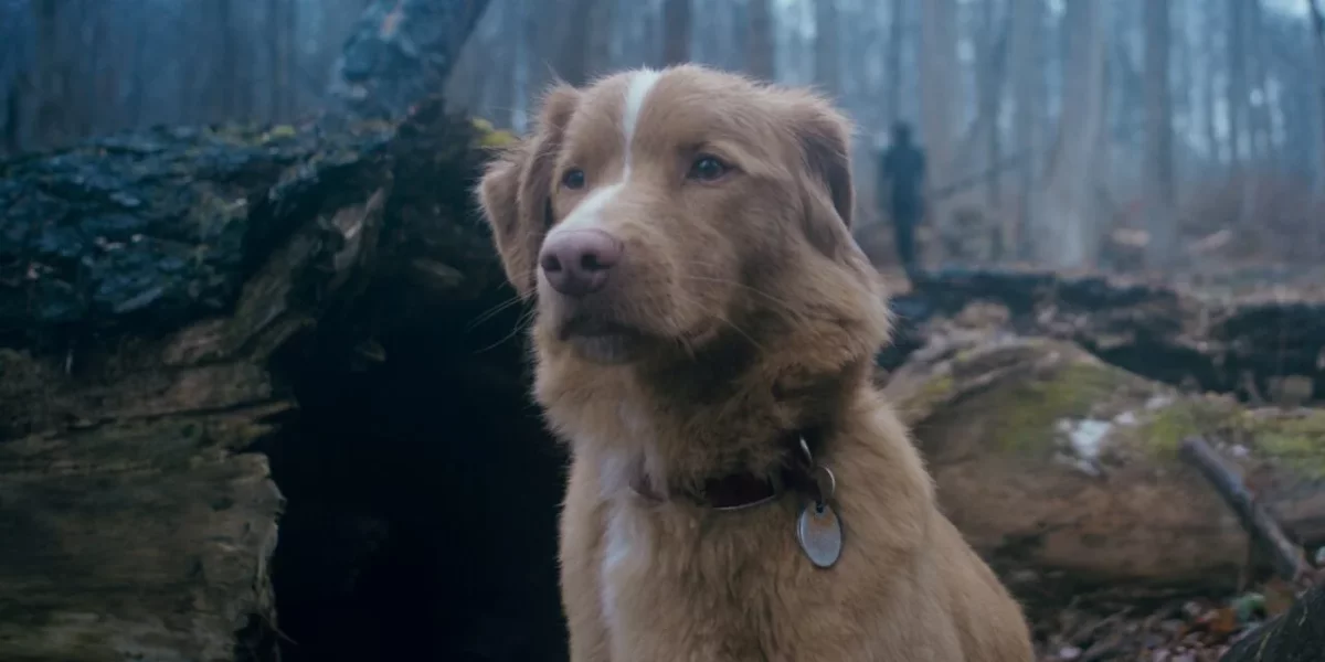 Pies przeszedł do historii kina. Wygrał nagrodę Astra Film Awards