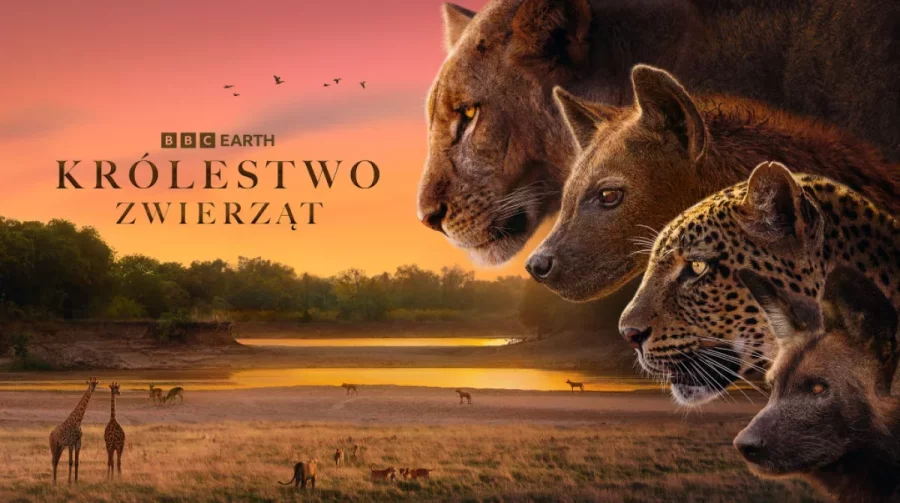 Królestwo zwierząt - wciągająca opowieść o sile i rywalizacji w BBC Earth
