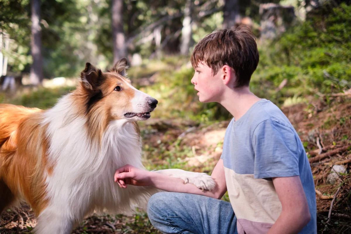 Zobacz zwiastun filmu Lassie. Nowe przygody. Uwielbiany owczarek Collie powraca na duży ekran!