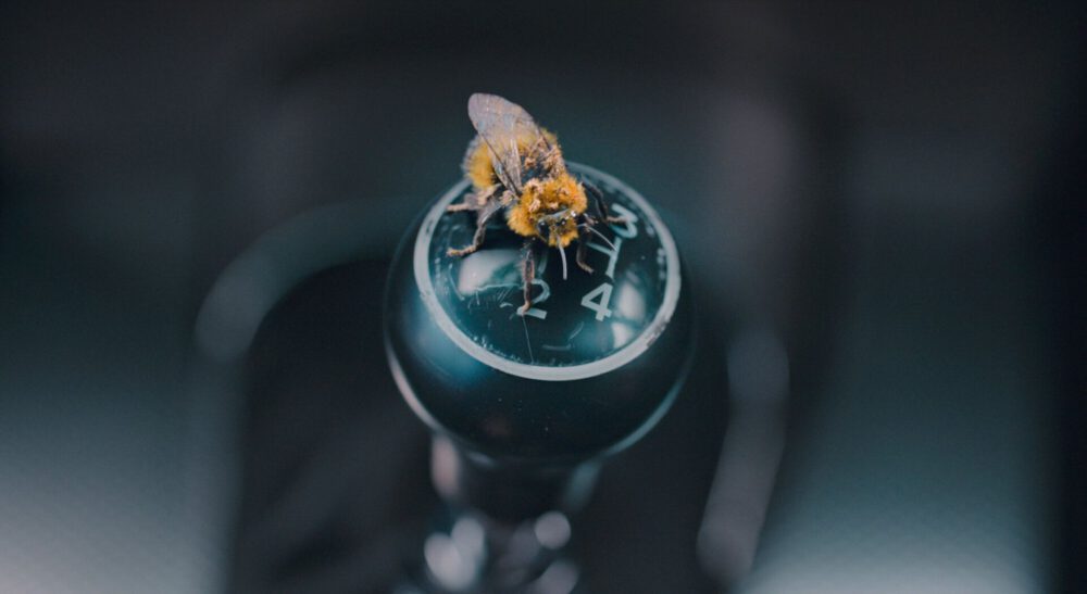 człowiek vs pszczoła